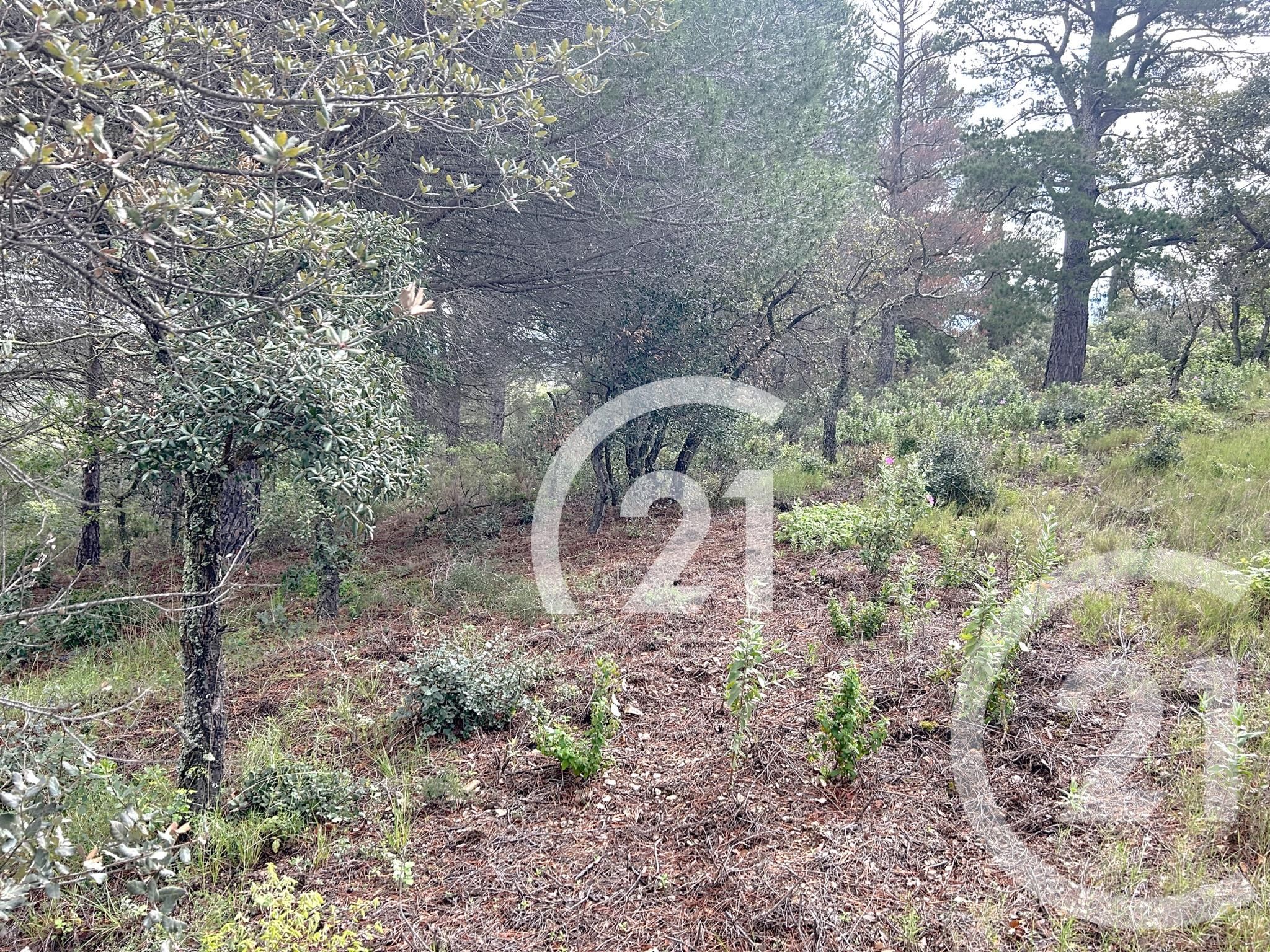 Terrain — Llauro